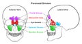 Human paranasal sinuses anatomy infographic diagram Royalty Free Stock Photo