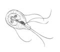 Human parasite giardia. Black and white hand drawn illustration.