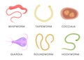 Human Parasite vector / hookworm whipworm tapeworm roundworm coccidia and giardia Royalty Free Stock Photo