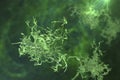Human parasitic amoeba with pseudopodia