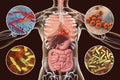 Human pathogenic microbes, respiratory and enteric pathogens