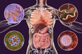 Human pathogenic microbes, respiratory and enteric pathogens