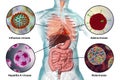 Human pathogenic viruses causing respiratory and enteric infections