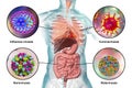 Human pathogenic viruses causing respiratory and enteric infections