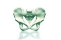Human pelvis Royalty Free Stock Photo