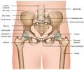 Human pelvis anatomy 3d medical illustration on white background