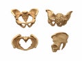human pelvis Royalty Free Stock Photo