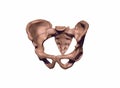 Human pelvis Royalty Free Stock Photo