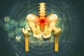 Human pelvis, Hip Pain Royalty Free Stock Photo