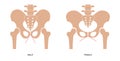 Human pelvis joints