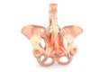 Human pelvis, Pelvis pain, Medical concept Royalty Free Stock Photo