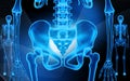 Human pelvis and skeleton Royalty Free Stock Photo