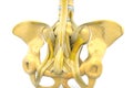 Human pelvis Royalty Free Stock Photo