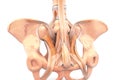 Human pelvis Royalty Free Stock Photo