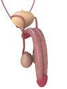 Human Penis Anatomy