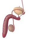 Human Penis Anatomy
