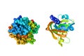 Human phosphodiesterase, an enzyme that exhibit a central role in multiple cellular functions. Rendering based on