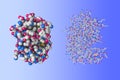 Human phosphodiesterase. Molecular models on blue background. 3d illustration