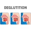 Human physiology sequence of the deglutition of the bolus Royalty Free Stock Photo