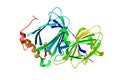 Human pirin in complex with bisamide compound 2. Ribbons diagram. Rainbow coloring from N to C. 3d illustration