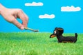 Human plays with tiny dachshund soft toy using wooden stick on green grass of artificial lawn, blue background with fake
