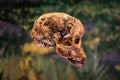 Human prehistoric skull, detail of archeology, history of mankind. Australopithecus africanus