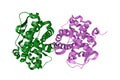 Human progesterone receptor ligand binding domain in complex with ligand metribolone. Ribbons diagram. 3d illustration