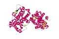 Human progesterone receptor ligand binding domain in complex with ligand metribolone. Ribbons diagram. 3d illustration