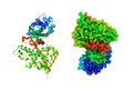 Human progesterone receptor ligand binding domain. Rainbow coloring from N to C. 3d illustration