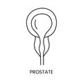 The human prostate gland icon lines in vector, illustrating the internal organ of the urinary system.