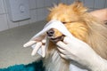 Human puts a bandage around the snout of a dog