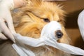 Human puts a bandage around the snout of a dog
