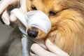 Human puts a bandage around the snout of a dog