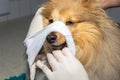 Human puts a bandage around the snout of a dog