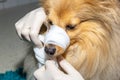 Human puts a bandage around the snout of a dog