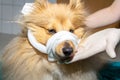 Human puts a bandage around the snout of a dog