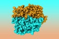 Human quinone reductase 2. Molecular model. Rendering with differently colored protein chains. 3d illustration