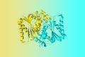 Human quinone reductase 2 (NQO2). Ribbons diagram with differently colored protein chains. 3d illustration