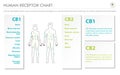 Human Receptor Chart horizontal business infographic