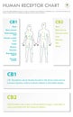 Human Receptor Chart vertical business infographic