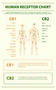 Human receptor chart vertical infographic