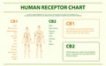 Human receptorchart horizontal infographic Royalty Free Stock Photo