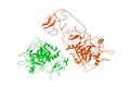 Recombinant Gla-domainless prothrombin mutant. Ribbons diagram with differently colored protein chains. 3d illustration