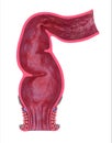Human rectum, front view Royalty Free Stock Photo