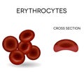 Human red blood cells erythrocytes Royalty Free Stock Photo