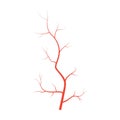 Human red eye veins, anatomy blood vessel arteries illustration. Vector medical eyeball vein arteries system map. Veins in flat Royalty Free Stock Photo