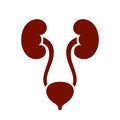 Renal system icon