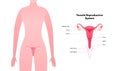 Human reproductive system anatomy inforgaphic chart. Vector flat healthcare illustration. Female vagina and uterus with name