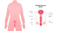 Human reproductive system anatomy inforgaphic chart. Vector flat healthcare illustration. Male penis and testicles with name