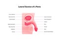 Human reproductive system anatomy inforgaphic chart. Vector flat healthcare illustration. Male penis and testicles with text.